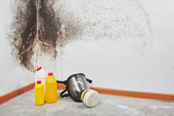 Best Professional Mold Removal  in Goldsboro, NC