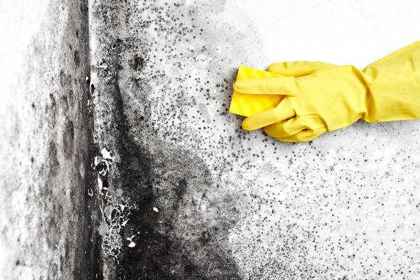 Best Mold Remediation  in Goldsboro, NC