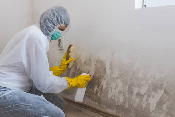 Best Mold Removal Company Near Me  in Goldsboro, NC