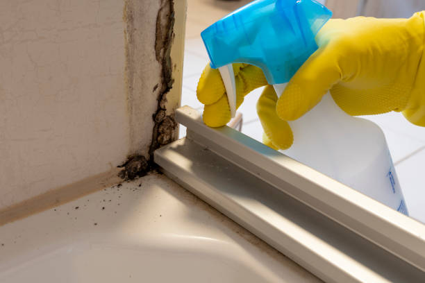 Best Mold Remediation Services  in Goldsboro, NC