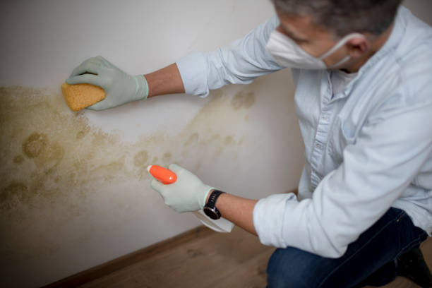 Best Same-Day Mold Removal  in Goldsboro, NC