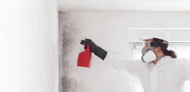 Reliable Goldsboro, NC Mold Removal Solutions