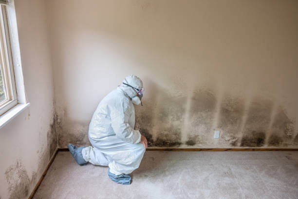 Trusted Goldsboro, NC Mold Removal Experts