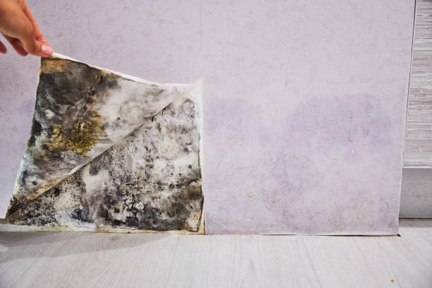 Best Black Mold Removal  in Goldsboro, NC
